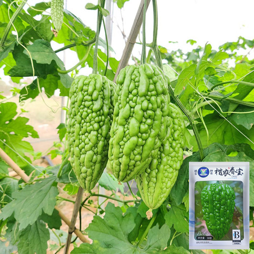 'Kainong Chunbao' Bitter Gourd Seeds - Early Maturing, High Yield, Thick Flesh, Easy to Grow