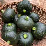 Tianbei No.6 Pumpkin Seeds - Early-Maturing, High Yield, Disease Resistant, Sweet Fine-Powdery Fruit