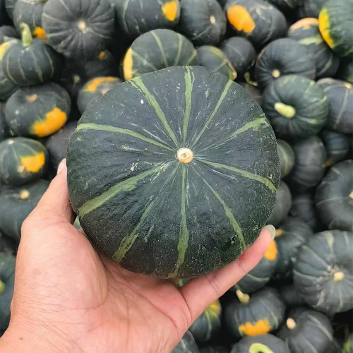 Tianbei No.6 Pumpkin Seeds - Early-Maturing, High Yield, Disease Resistant, Sweet Fine-Powdery Fruit