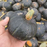 Tianbei No.6 Pumpkin Seeds - Early-Maturing, High Yield, Disease Resistant, Sweet Fine-Powdery Fruit