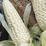 White Sweet Glutinous Corn Seeds - Conical Ears, Sweet & Sticky Flavor, Pure White Kernels, Ideal for Fresh Eating