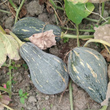 Sweet Taro Flavor Pumpkin Seeds | Mid-Early Maturing, High-Yield, Disease Resistant, Stable Yield