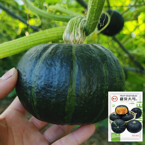 Tianbei No.6 Pumpkin Seeds - Early-Maturing, High Yield, Disease Resistant, Sweet Fine-Powdery Fruit