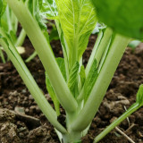 Jiemei Pak Choi Flowering Stem Seeds - High-Yield, Sweet-Crisp, and Highly Adaptable Variety