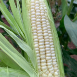 White Sweet Glutinous Corn Seeds - Conical Ears, Sweet & Sticky Flavor, Pure White Kernels, Ideal for Fresh Eating