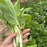 Jiemei Pak Choi Flowering Stem Seeds - High-Yield, Sweet-Crisp, and Highly Adaptable Variety