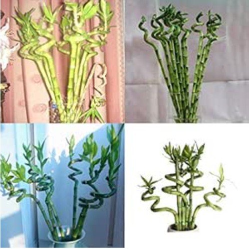 Rare Exotic Lucky Bamboo Perennial Seed Colorfuls Ornamental Bambusa