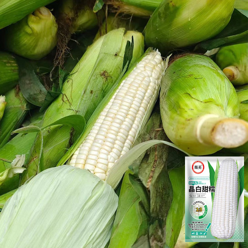 White Sweet Glutinous Corn Seeds - Conical Ears, Sweet & Sticky Flavor, Pure White Kernels, Ideal for Fresh Eating