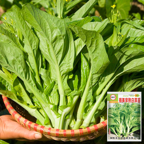 Jiemei Pak Choi Flowering Stem Seeds - High-Yield, Sweet-Crisp, and Highly Adaptable Variety
