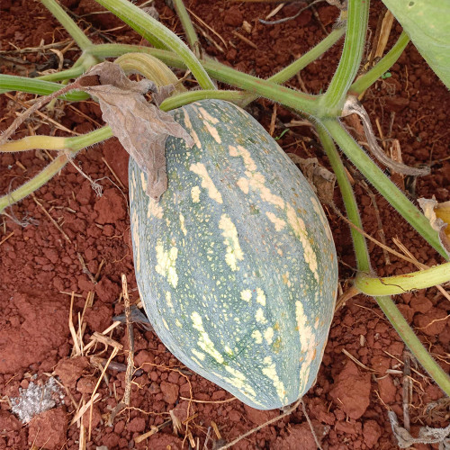 Sweet Taro Flavor Pumpkin Seeds | Mid-Early Maturing, High-Yield, Disease Resistant, Stable Yield
