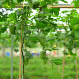 'Kainong Chunbao' Bitter Gourd Seeds - Early Maturing, High Yield, Thick Flesh, Easy to Grow