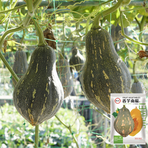 Sweet Taro Flavor Pumpkin Seeds | Mid-Early Maturing, High-Yield, Disease Resistant, Stable Yield