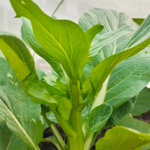 Sijiu Yellow-leaf Choy Sum Seeds - High-Yield, Easy-to-Grow Vegetable for Farms and Gardens