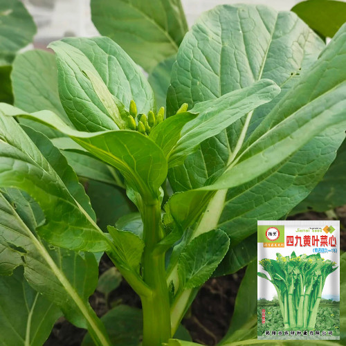 Sijiu Yellow-leaf Choy Sum Seeds - High-Yield, Easy-to-Grow Vegetable for Farms and Gardens