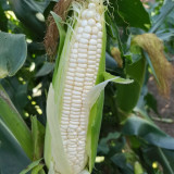 White Sweet Glutinous Corn Seeds - Conical Ears, Sweet & Sticky Flavor, Pure White Kernels, Ideal for Fresh Eating