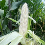 White Sweet Glutinous Corn Seeds - Conical Ears, Sweet & Sticky Flavor, Pure White Kernels, Ideal for Fresh Eating