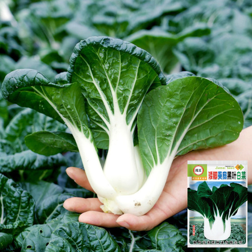 Dwarf Black-leaf Pak Choi Seeds - Low Fiber Content, Stable Yield, Exceptional Eating Quality