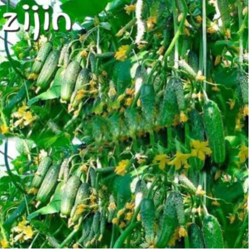 Mini Cucumber Seeds Miniature Cucumber Organic