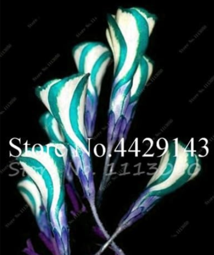 Oxalis Versicolor Flowers Seeds (Color: 7)