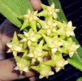 Hoya Seed Potted Flowers Seeds