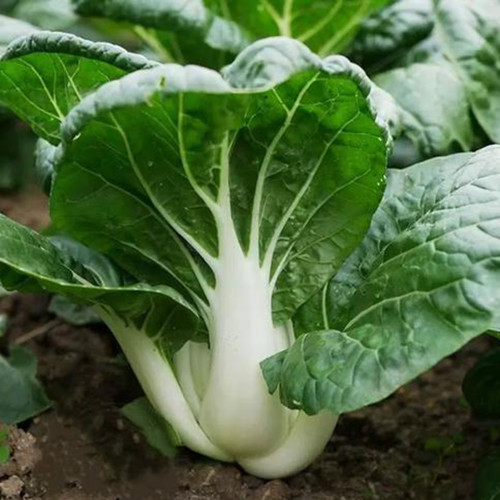 Dwarf Black-leaf Pak Choi Seeds - Low Fiber Content, Stable Yield, Exceptional Eating Quality