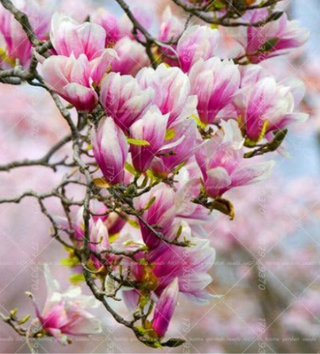 Magnolia Seeds Light Fragrant Garden Tree (Color: 4)