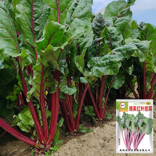 Jiemei Red-Leaf Beet Seeds - High Yield, Disease Resistant, Ideal for Continuous Harvest and Ornamental Gardens