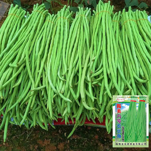 Jiemei No.6 Long Bean Seeds | Mid-Early Maturing, High Yield, Disease-Resistant, Thick Flesh, Stable Yield