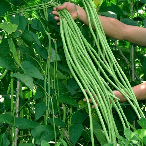 Small-Leaf High-Yield No.4 Long Bean Seeds - Straight Pods, Thick Flesh, Strong Stress Resistance, Stable Harvest