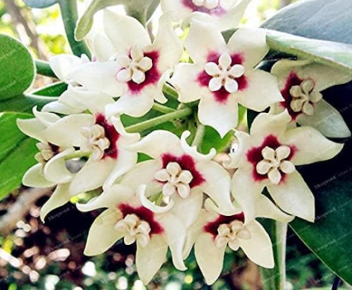 Hoya Seed Potted Flowers Seeds
