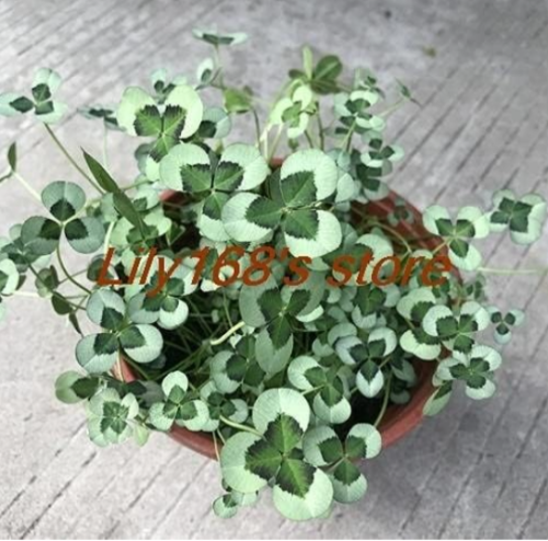 Four Leaf Clover Clover Indoor Vase Family Garden Flowers Seed (Color: A7)