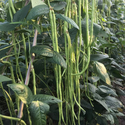 Chunxiu No.7 Long Bean Seeds | Thick-Fleshed, Mid-Early Maturing, High Double-Pod Rate, Stable Yield