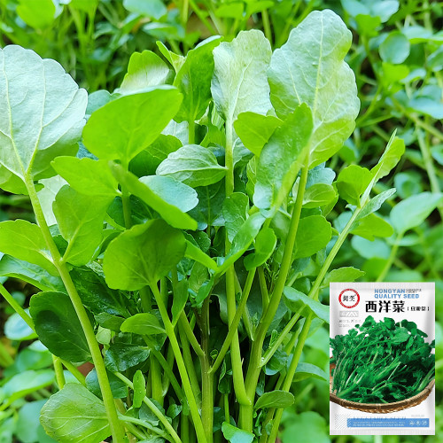 Watercress Seeds - Easy to Grow, Low Maintenance, Suitable for Home or Commercial Use