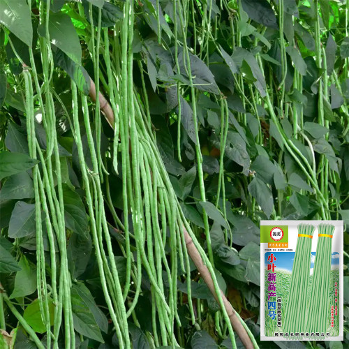 Small-Leaf High-Yield No.4 Long Bean Seeds - Straight Pods, Thick Flesh, Strong Stress Resistance, Stable Harvest