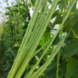 Jiemei No.6 Long Bean Seeds | Mid-Early Maturing, High Yield, Disease-Resistant, Thick Flesh, Stable Yield