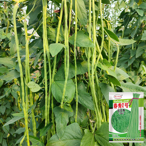 Chunxiu No.7 Long Bean Seeds | Thick-Fleshed, Mid-Early Maturing, High Double-Pod Rate, Stable Yield