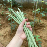 Jiemei No.6 Long Bean Seeds | Mid-Early Maturing, High Yield, Disease-Resistant, Thick Flesh, Stable Yield