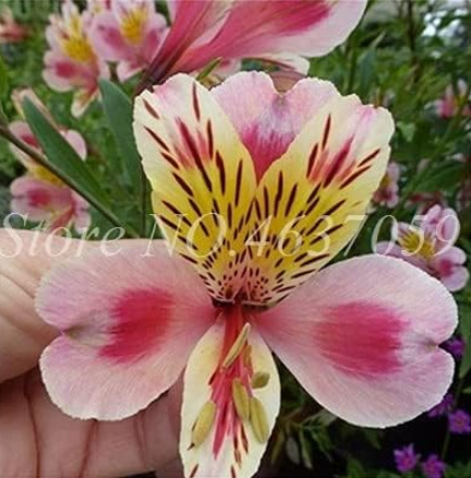 Peruvian Lily Seeds Alstroemeria Flower Plant Mix-Color Beautiful (Color: 15)