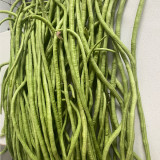 Jiemei No.6 Long Bean Seeds | Mid-Early Maturing, High Yield, Disease-Resistant, Thick Flesh, Stable Yield