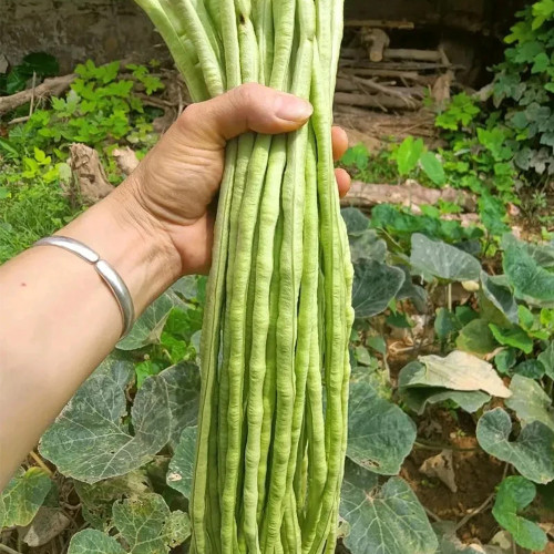 Jiemei No.6 Long Bean Seeds | Mid-Early Maturing, High Yield, Disease-Resistant, Thick Flesh, Stable Yield
