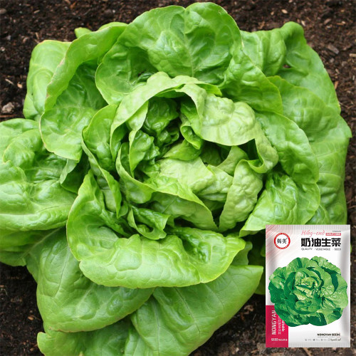 Jiemei Butter Leaf Lettuce Seeds - Early-Maturing, Crisp-Tender, Sweet Flavor, Fast-Growing & High-Yield