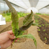 Jiemei Red Leaf Lettuce Seeds - Sweet & Tender, Crisp Leaves, High-Yielding, Fast-Growing, Disease Resistant Variety