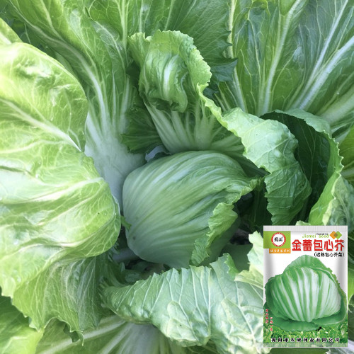 Jinlei Mustard Cabbage Seeds - Compact Heads, 60-70 Day Growth, High Market Value