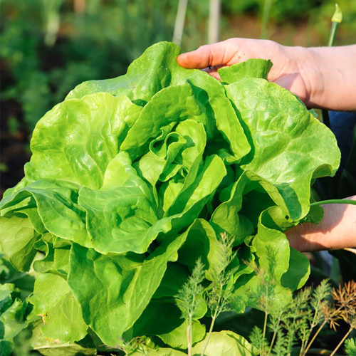 Jiemei Butter Leaf Lettuce Seeds - Early-Maturing, Crisp-Tender, Sweet Flavor, Fast-Growing & High-Yield