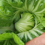 Jinlei Mustard Cabbage Seeds - Compact Heads, 60-70 Day Growth, High Market Value