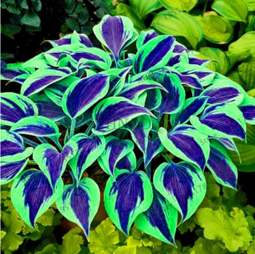 Hosta Plants Seed Perennials rare Lily Flower (Color: 5)