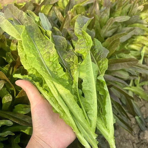 Jiemei Red Leaf Lettuce Seeds - Sweet & Tender, Crisp Leaves, High-Yielding, Fast-Growing, Disease Resistant Variety