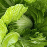 Jinlei Mustard Cabbage Seeds - Compact Heads, 60-70 Day Growth, High Market Value