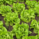 Jiemei Butter Leaf Lettuce Seeds - Early-Maturing, Crisp-Tender, Sweet Flavor, Fast-Growing & High-Yield