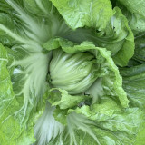 Jinlei Mustard Cabbage Seeds - Compact Heads, 60-70 Day Growth, High Market Value